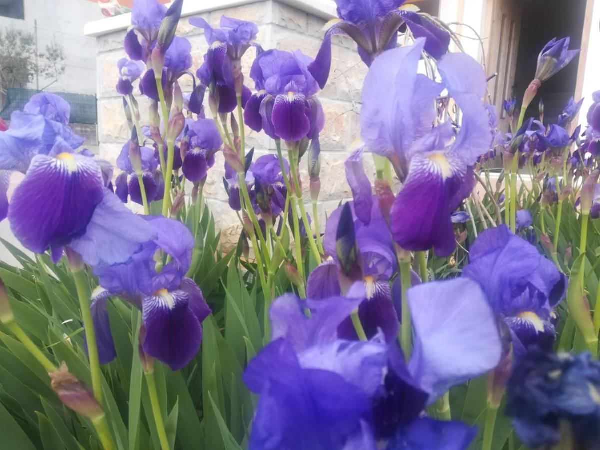Castello Flower Apartment Kaštela Εξωτερικό φωτογραφία